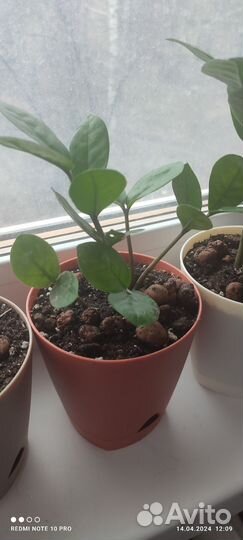 Замиокулькас