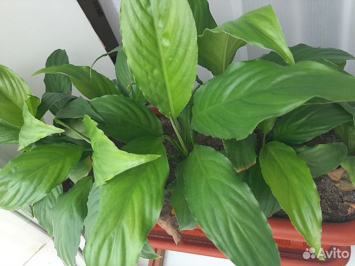 Спатифиллум