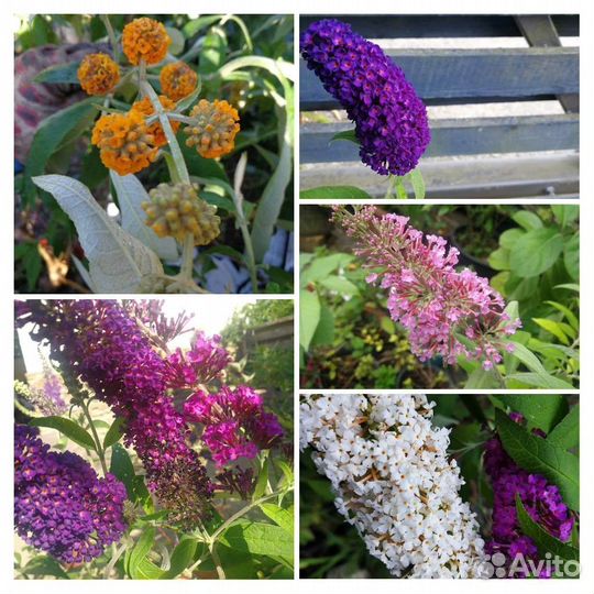 Буддлея 5 сортов