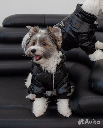 Вязка бивер йорк