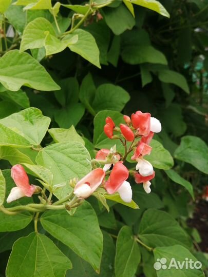 Семена турецкой фасоли