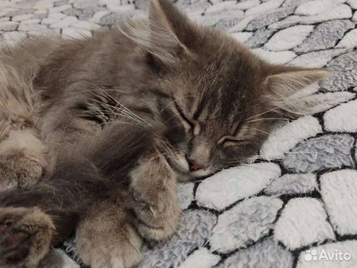 Котик в хорошие руки