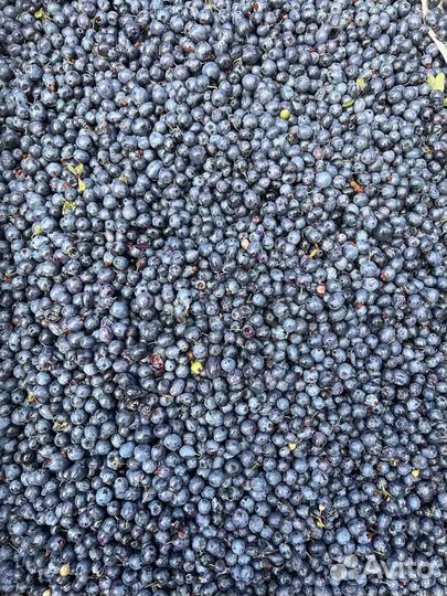 Брусника свежемороженая чистая, вкусная