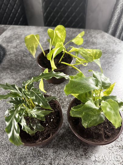 Комнатные растения, пеперомия, сингониум