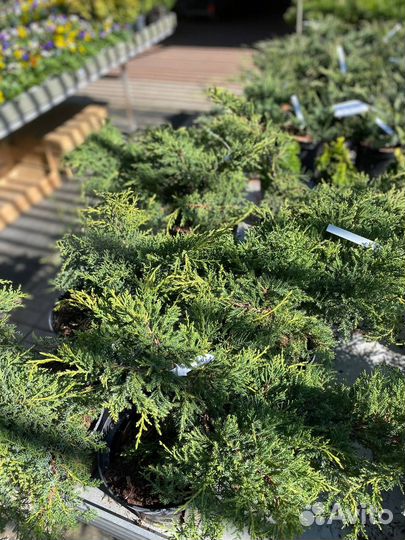 Можжевельник Грин карпет. Блу карпет и другие