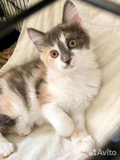 Ласковый котенок