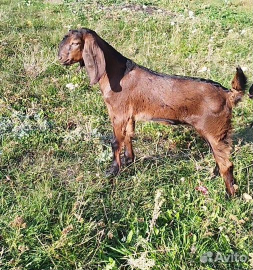 Козы Камори,шами, нуб