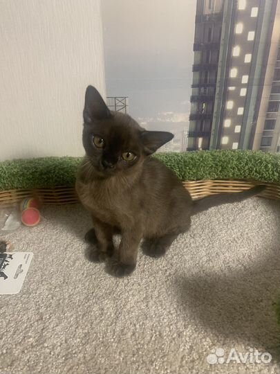 Бурманский котенок