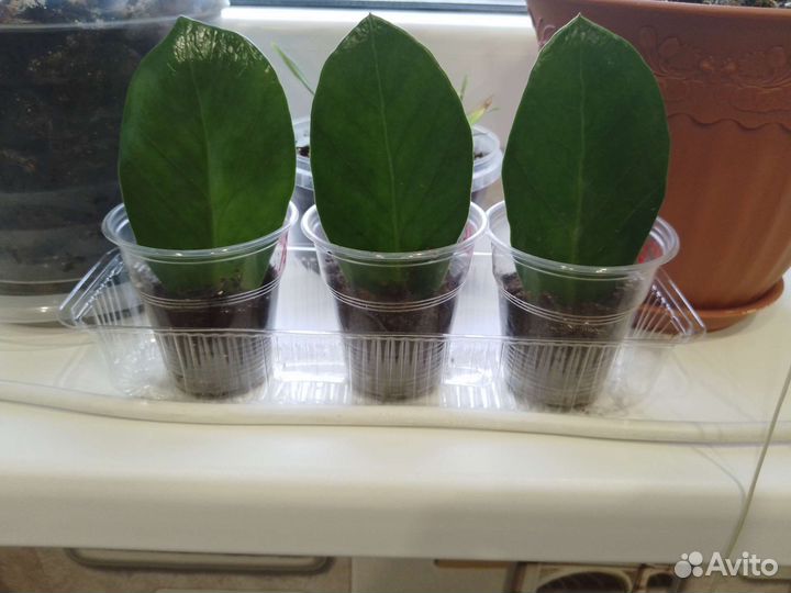 Долларовое дерево (листочки)