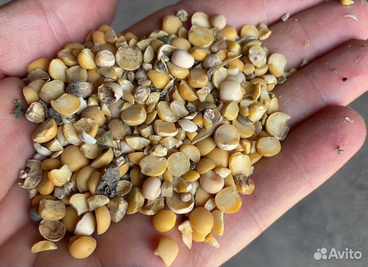 Кормовая кукуруза, Пшеница озимая корма