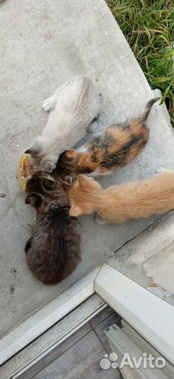 Котята в самые добрые руки