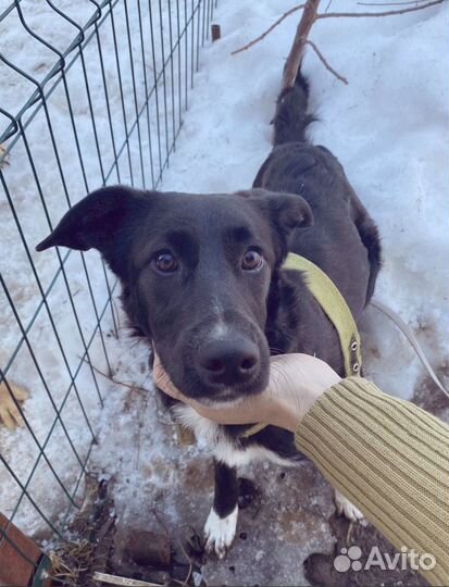 Ищет дом девочка красавица