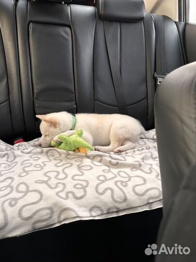 Передержка домашних животных