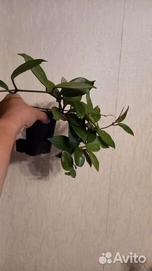 Комнатные растения хойя