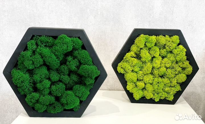 Соты со мхом