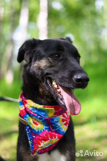 Собаки щенки немецкая из приюта