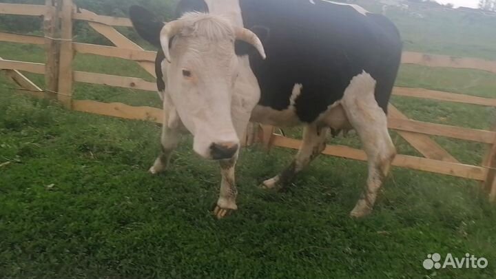Корова дойная