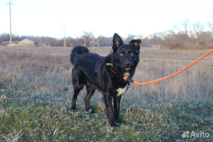 Кобель в добрые руки