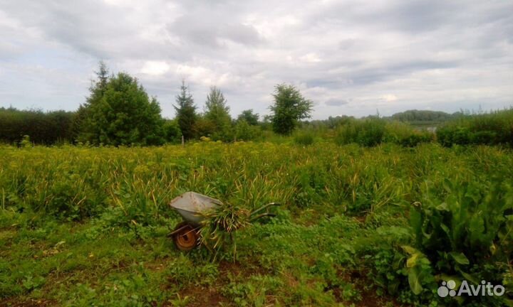 Чеснок