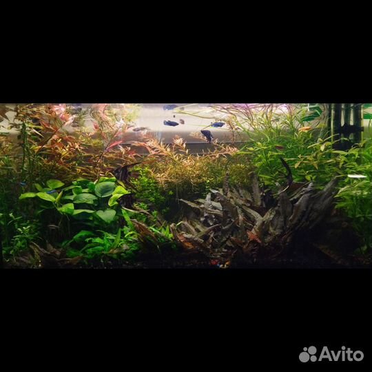 Аквариумные растения