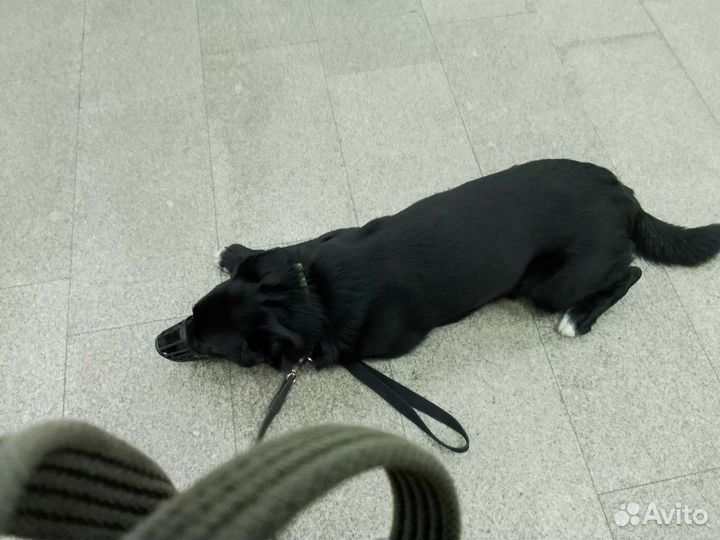 Собака метис лайки