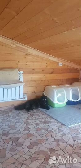 Зоогостиница