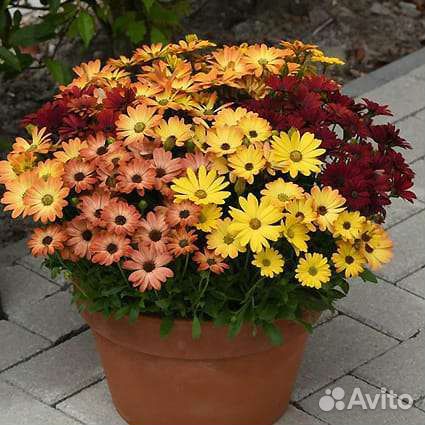 Рассада овощей,однолетних и многолетних цветов