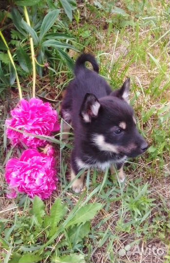 Щенки лайки