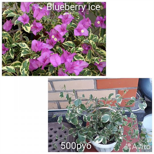 Бугенвиллии