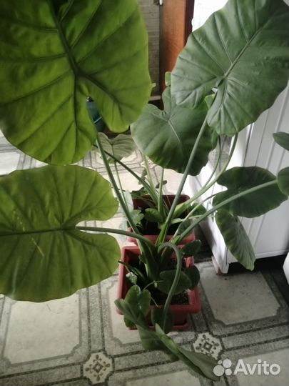 Алоказия плачущая