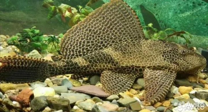 Сом птеригоплихт