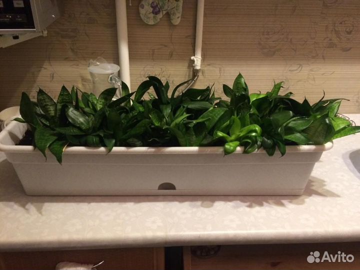 Сансевиерия