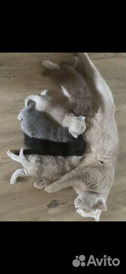 Британская кошка
