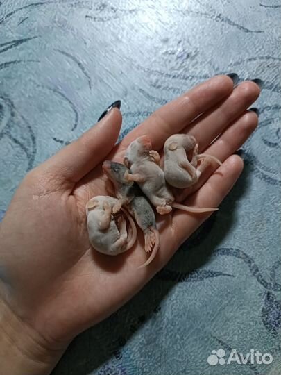 Кормовые мыши замороженные