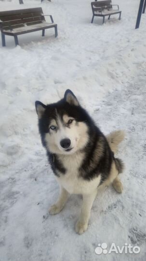 Кобель хаски для вязки