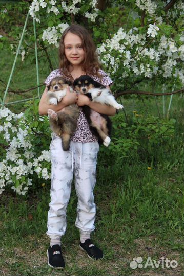 Щенки Колли