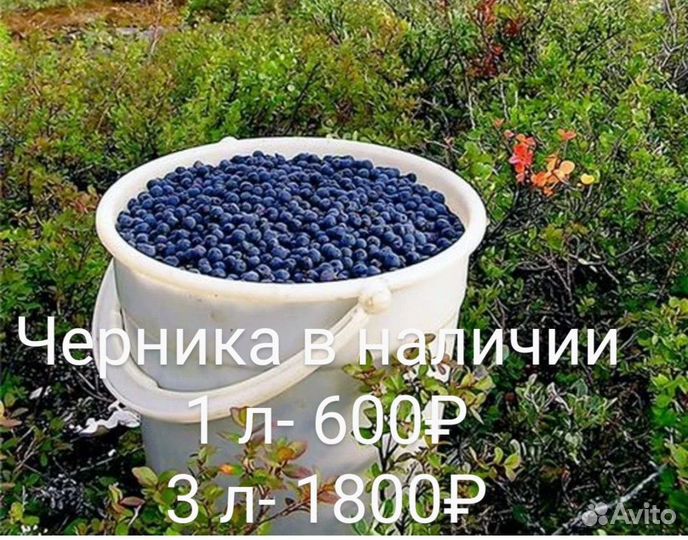 Черника свежая