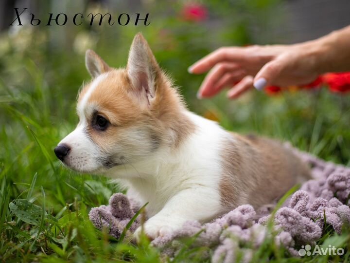 Вельш-корги пемброк