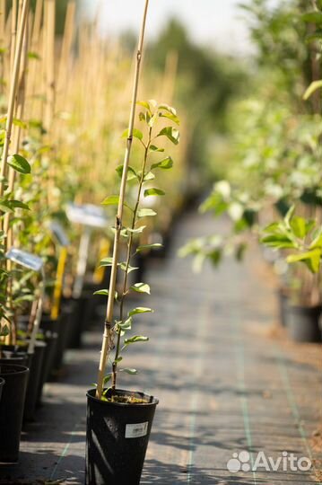 Яблоня, груша, вишня, дюк, алыча