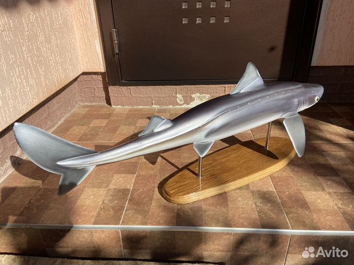 Чучело (муляж) Черноморского Катрана