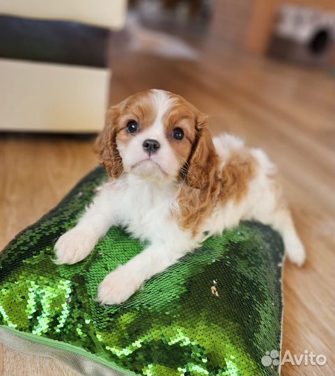 Кавалер Кинг чарльз спаниель мини