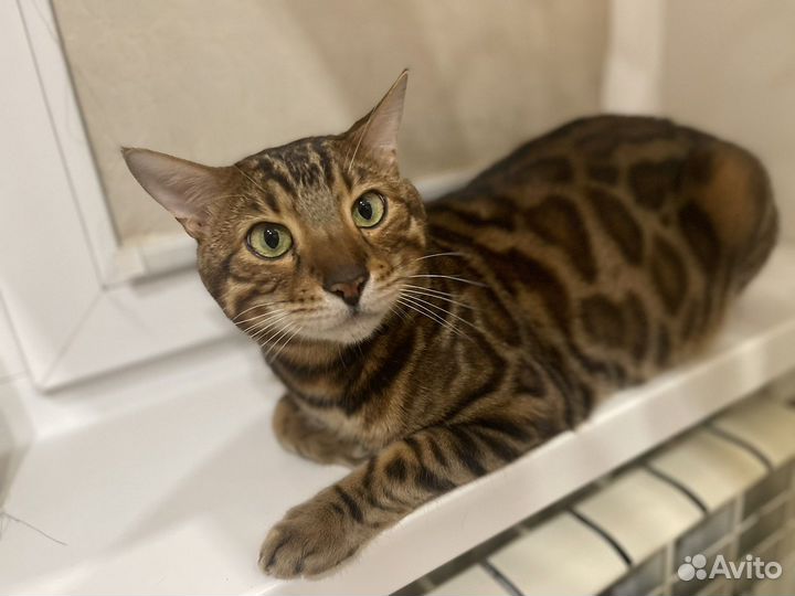 Бенгальский кот