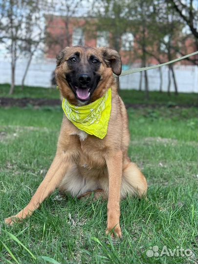 Рыжий щенок девочка из приюта ищет дом бесплатно