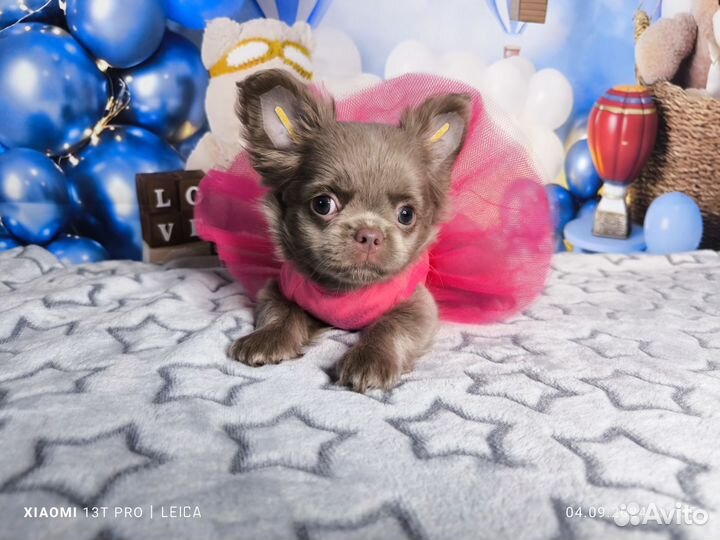 Лиловая красотка