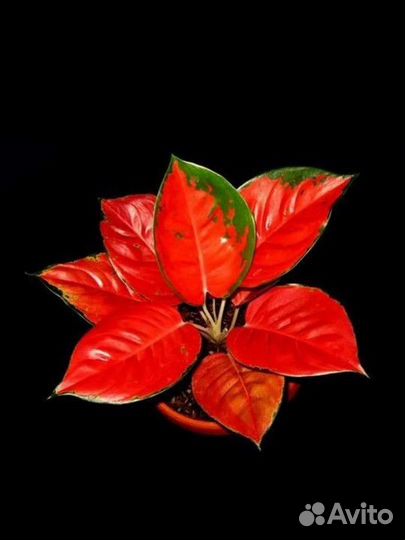 Аглаонема Ред тай