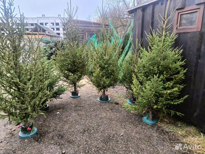 Живая ель Бесплатная доставка