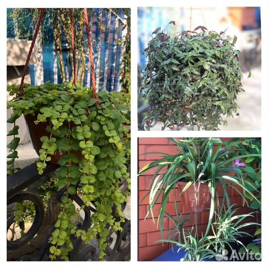 Цветы для сада