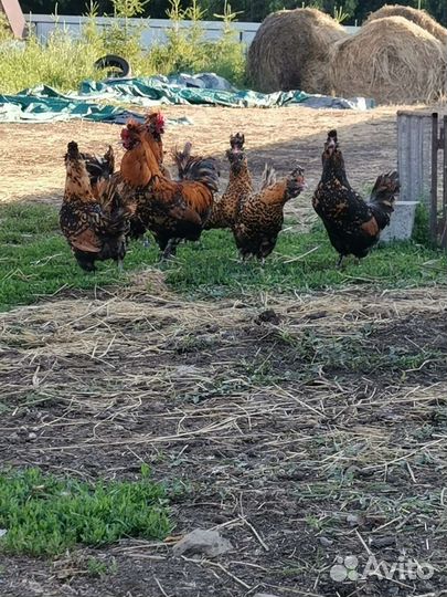 Павловские куры