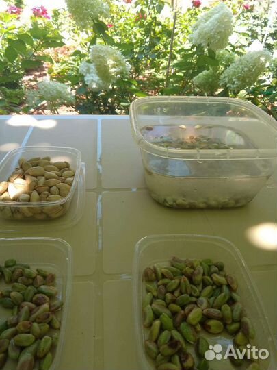 Саженцы фисташки морозостойкие