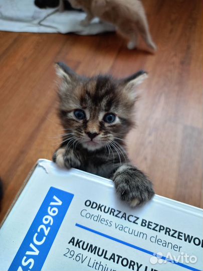 Малыши 1 мес